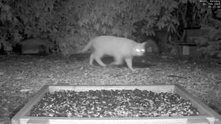 Kitty Cat Stalks Mouse at Recke Germany Bird Cam BWHQ [upl. by Thoma]