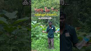 പുള്ളിപ്പുലി വേട്ടയാടി കഴിഞ്ഞാൽ  Parambikkulam Tiger Reserve  Forest Trekking shorts [upl. by Dosia]