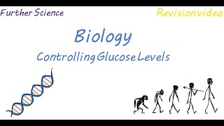 B3 Controlling Glucose Levels Revision [upl. by Oirevlis]