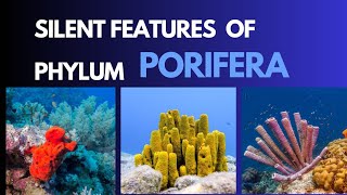 Porifera Characteristic features of the phylum porifera with examples zoology invertebrate [upl. by Sturdivant]