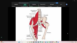 RODILLA POR ULTRASONIDO [upl. by Senecal]