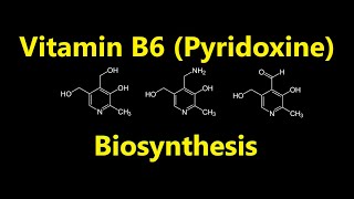 Vitamin B6 Pyridoxine Biosynthesis [upl. by Uoliram]