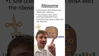 Ribosomes and Protein Synthesis [upl. by Keily]