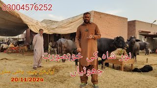 Noor shah ki top buffalo for sale Okara Animal TV 0300457625220112024لوکیشن چیچہ وطنی منڈی [upl. by Ahsuat]