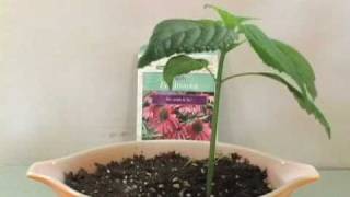 Plant Growing Time Lapse  Echinacea [upl. by Lizabeth]