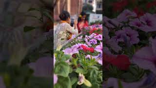 murubbi golabi Sara laldj dancelovely flowergulabphool trending youtubeshorts shorts [upl. by Ayahsey562]