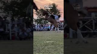 Braian Gomez vs quotEl 28quot de Pago Chico jineteadadecaballos jinetes horse [upl. by Adorl]