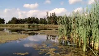 Nabbing Nitrates Before Water Leaves the Farm Working Wetlands [upl. by Cloe]