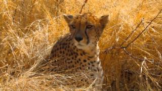 Safaris en Namibia La Pedriza Caza y Gestion [upl. by Celik]