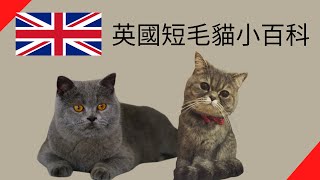 英國短毛貓小百科【品種動物系列】 [upl. by Anauqahc]