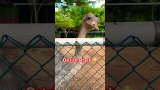 ostrich attack crazy wild beaware dangerous tallest birds wildanimals trendingshorts [upl. by Hilel]