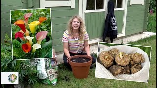 How to plant Calla Lilies bulbs  FarmerGracycouk [upl. by Bren703]