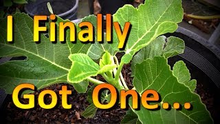 Black Madeira KK Fig Tree Unboxing and a Tour of My Humble Fig Collection [upl. by Laing780]