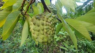 frutiferas produzindo em vaso atemoia acerola Okinawa cajá amora gigante paquistanesa [upl. by Lanod]