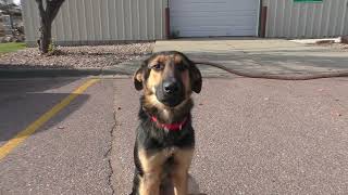 Zamboni 57221629 Adoptable Dog Sioux Falls [upl. by Yatnod]