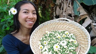 Chinese Chrysanthemum Care and Autumn Harvest [upl. by Gav]