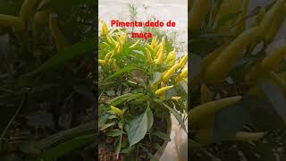 Pimenta dedo de moça pimentasplants [upl. by Ahsinroc]