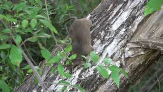 Woodrat at Lake Chabot RP for EBRPD Documentation [upl. by Okomot]