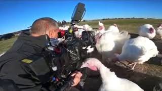 Group of turkeys laugh at a camera man [upl. by Nomal]