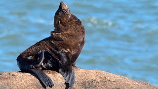 Lobos Marinos  Cabo Polonio Rocha Uruguay  Eared Seals  Sea Lions [upl. by Keeley]