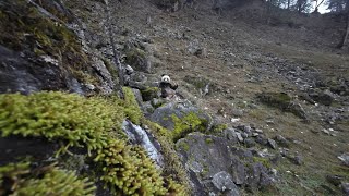 GLOBALink  Wild panda filmed gobbling up meat in NW Chinas Shaanxi [upl. by Elyrrad]