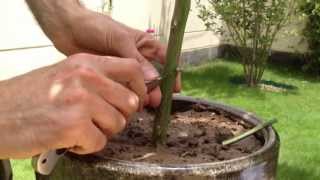 Grafting Lemon tree by T budding تطعيم شجرة الليمون بحرف تي [upl. by Yauq]