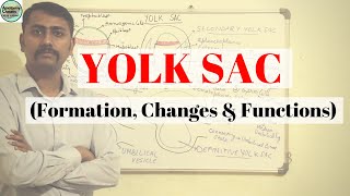 YOLK SAC I Formation I Changes in yolk sac I Functions [upl. by Nihhi392]