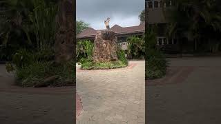 COMFORT GARDENS SWEETWATERS NEAR OL PEJETA travel vlog africa hotel nanyuki kenya [upl. by Teemus]