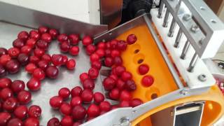 cherry destoning machine [upl. by Hadley]