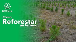 Como reforestar un terreno  Consultoría Fomento Ambiental amp Ejido Almeya [upl. by Haerb]