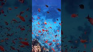 Ras Mohammed National Park 🏞 Sea Goldie fish 🐟 Red Sea 🌊 Egypt 🇪🇬 nationalpark underwater [upl. by Ainna30]