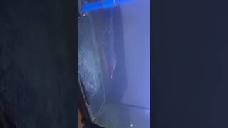 Silver Arowana in my grow out tank [upl. by Ko770]