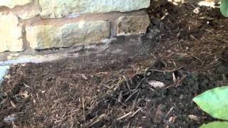 Termite Inspection Video [upl. by Demetri785]