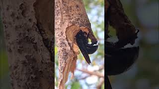 Xylocopa violacea the violet carpenter bee nature insects animal life savenaturesaveanimals [upl. by Naerol]