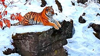 Amur Tiger The Worlds Most Majestic Predator [upl. by Settle]