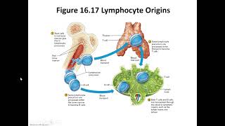 Lymph and Immune Part 3 [upl. by Ketti]