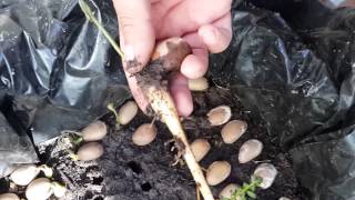 MACROZAMIA COMMUNIS CYCAD SEEDLING ESTRACTION [upl. by Hcib]