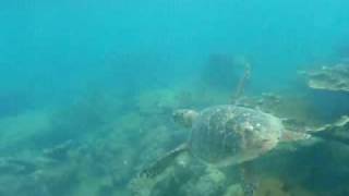 Snorkeling off the beach at Rincon Puerto Rico [upl. by Nealy]