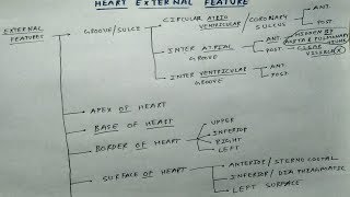 Heart External Features  1 Theory Chart  TCML  Dr Pawan nagar [upl. by Zischke]