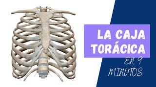 👉 La CAJA TORÁCICA 👈 [upl. by Phail]