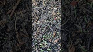 Zenith Zoysia Seed Germinating 11 day update [upl. by Pfister]