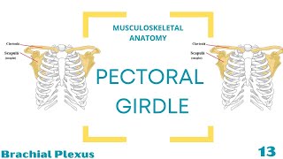 Brachial Plexus [upl. by Ydnar153]