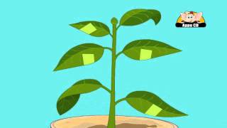 Learn About Plants  Photosynthesis Experiment 2 [upl. by Ainod]