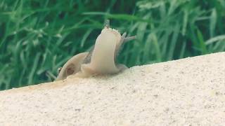 Irish Snail Farm Feast Watch Snails Enjoying Their Mealtime 🇮🇪🐌🍽️ [upl. by Ayocat]