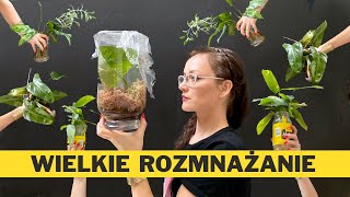 Jak i kiedy rozmnażać ROŚLINY domowe  🌱ROZMNAŻANIE 30 różnych roślin doniczkowych 🌱 VLOG [upl. by Ardnal476]