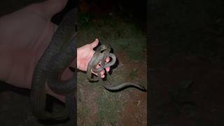 This very dark Common Tree Snake was mistaken for a Redbellied Black Snake snake treesnake qld [upl. by Romulus]