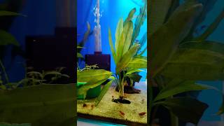 Planted shrimp tank 😍😍😍 shrimp shrimptank plantedtank viralvideo shortvideo [upl. by Florence64]