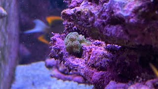 Experience Pocillopora  The Demon Spawn Of Reef Tanks [upl. by Timothea]