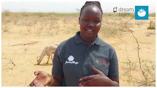 Making Biochar from the Invasive Prosopis juliflora Weed in Northern Kenya [upl. by Emelyne620]