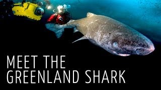 Meet The Greenland Shark HD [upl. by Nosahc]